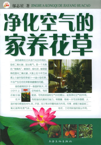 净化空气的家养花草